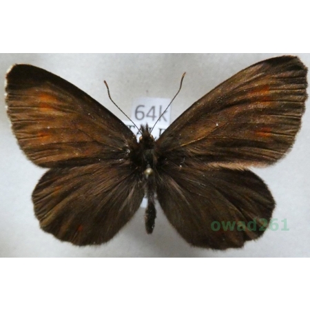 Erebia euryale (Esper, 1805) male Górówka euriala Italy64k